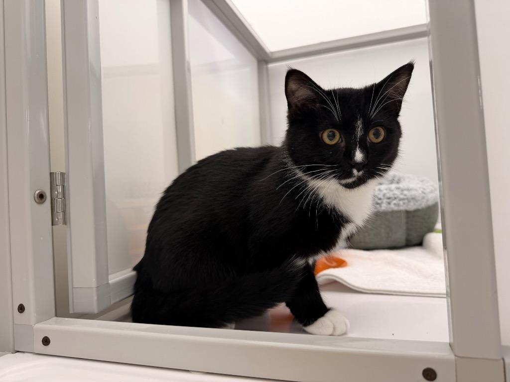 Enlarge Sploot, a Adoptable mixed breed in Raleigh, NC image 4/5