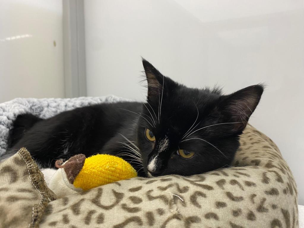 Enlarge Sploot, a Adoptable mixed breed in Raleigh, NC image 5/5