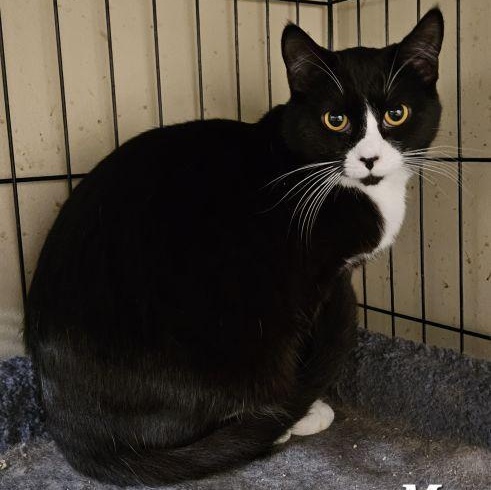 Mouse, Adoptable, Adult Female Domestic Short Hair & Tuxedo.
