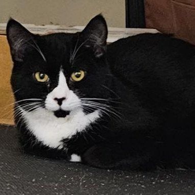 Enlarge Mouse, a Adoptable mixed breed in Bethlehem, PA image 2/2