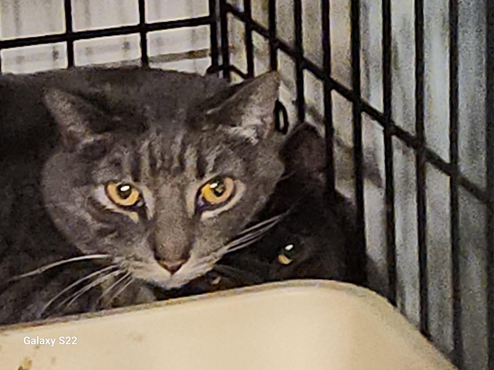 Zoe, Adoptable, Adult Female Domestic Short Hair.