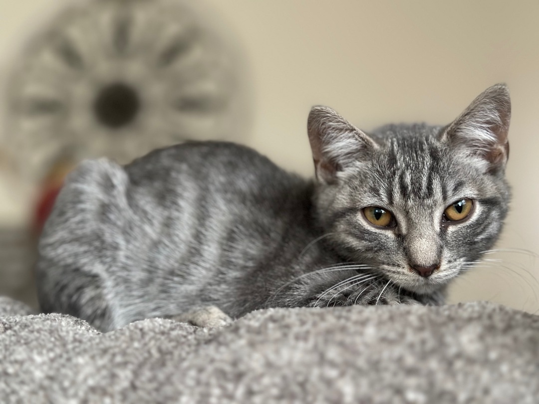 Enlarge Zoe, a Adoptable mixed breed in Newfoundland, NJ image 2/3