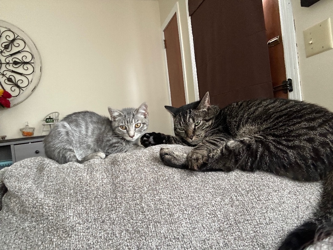 Enlarge Zoe, a Adoptable mixed breed in Newfoundland, NJ image 3/3