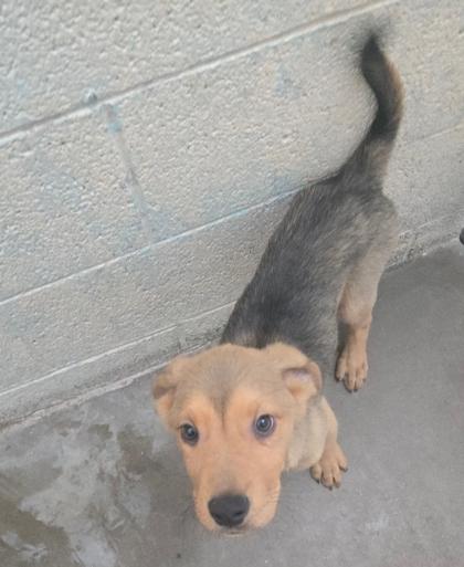 Bisque, an adoptable Mixed Breed in Lakeside, AZ, 85929 | Photo Image 1