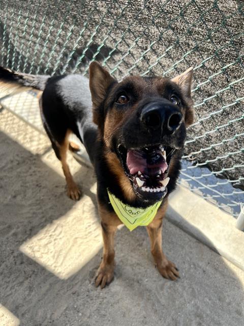 Enlarge TIMMY, a Adoptable German Shepherd Dog in Thousand Palms, CA image 1/1