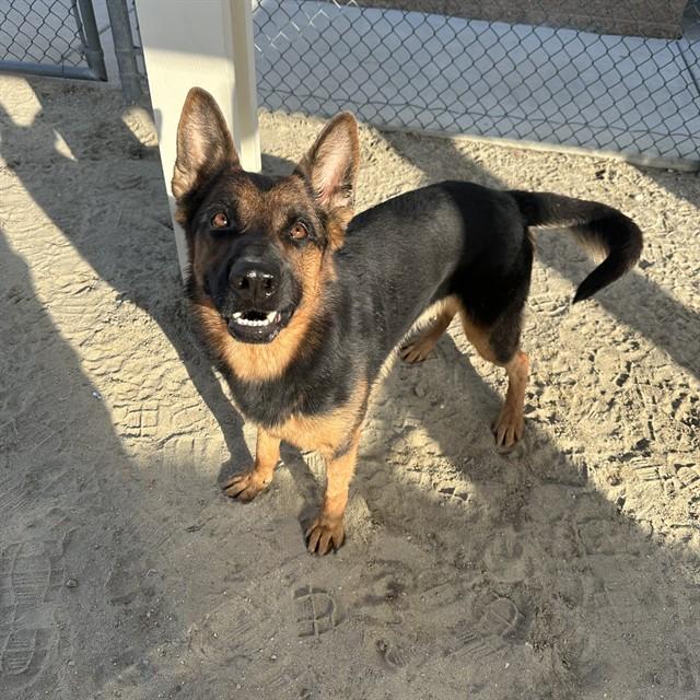Enlarge TIMMY, a Adoptable German Shepherd Dog in Thousand Palms, CA image 1/1