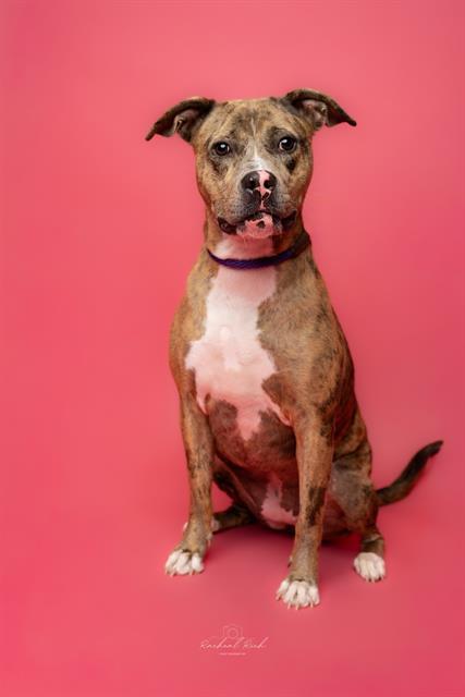 SNOOKIE, Adoptable, Young Female Pit Bull Terrier.