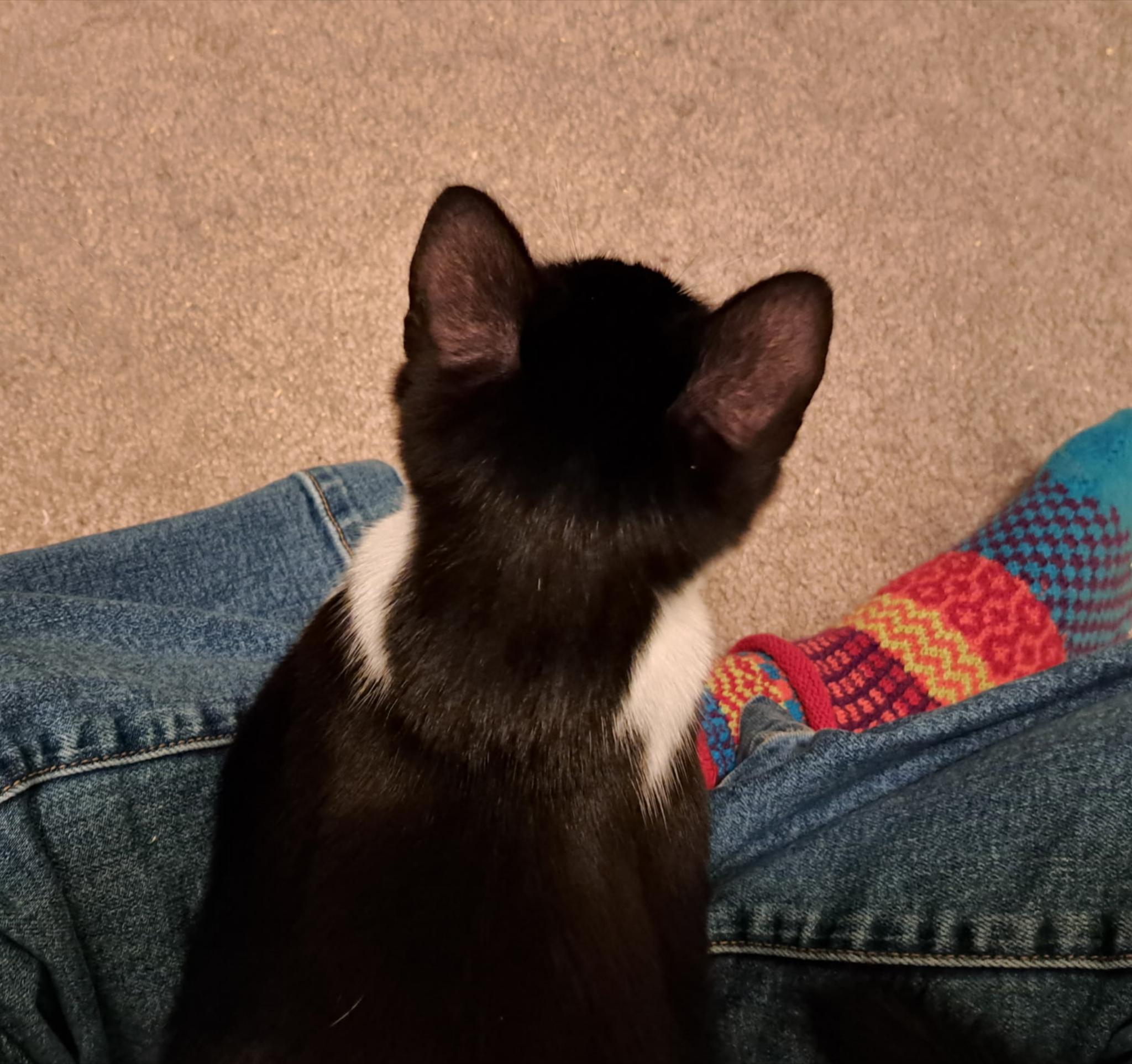 Enlarge Hercule Poirot, an adopted Domestic Short Hair in Springfield, OR image 5/5