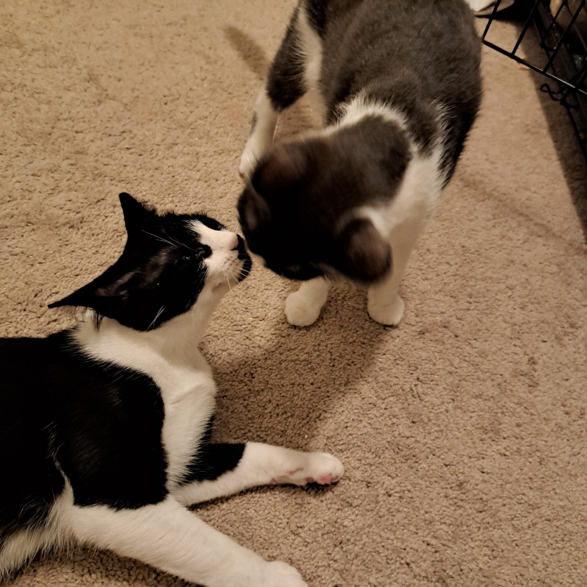 Enlarge Hercule Poirot, an adopted Domestic Short Hair in Springfield, OR image 4/5