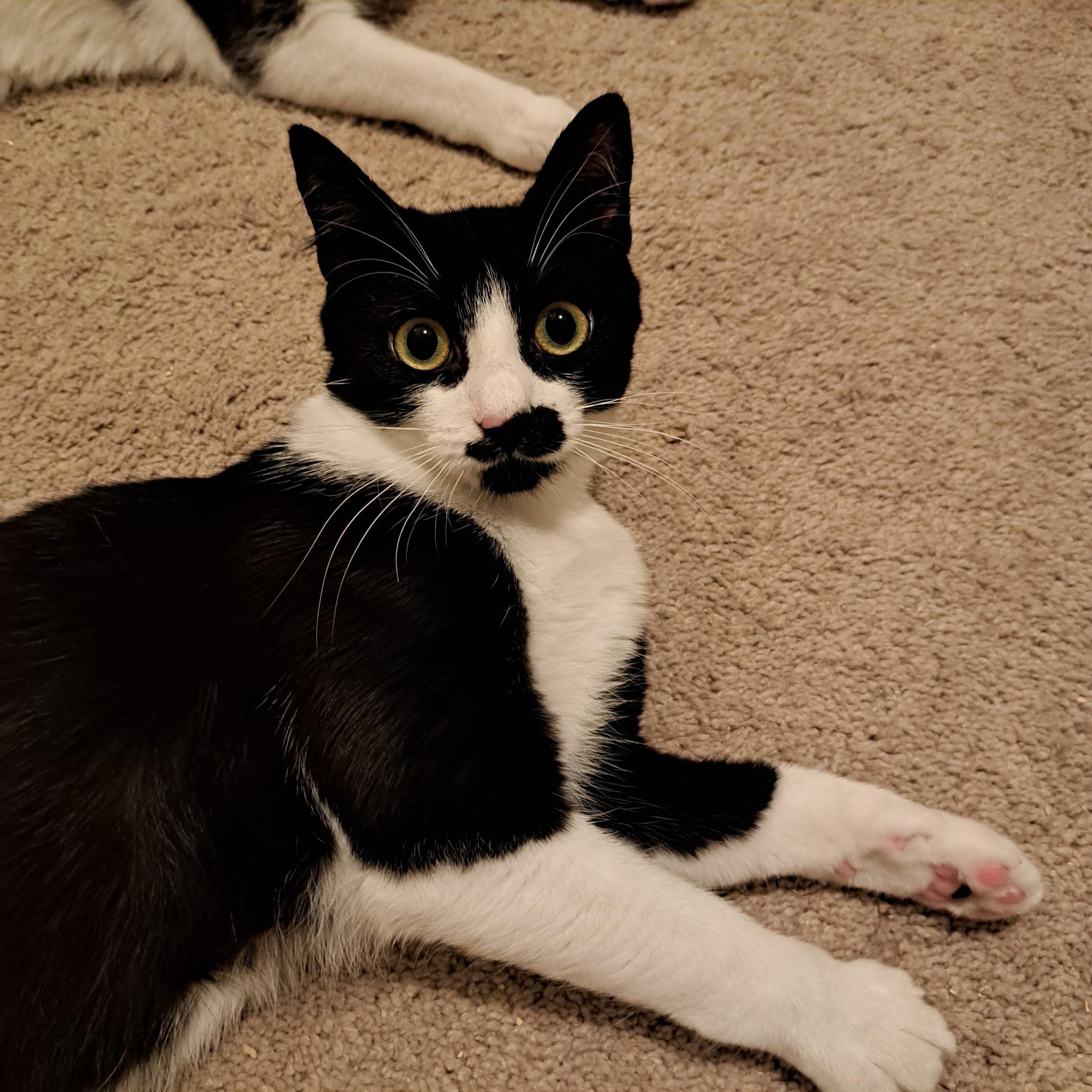 Hercule Poirot, adopted, Kitten Male Domestic Short Hair.