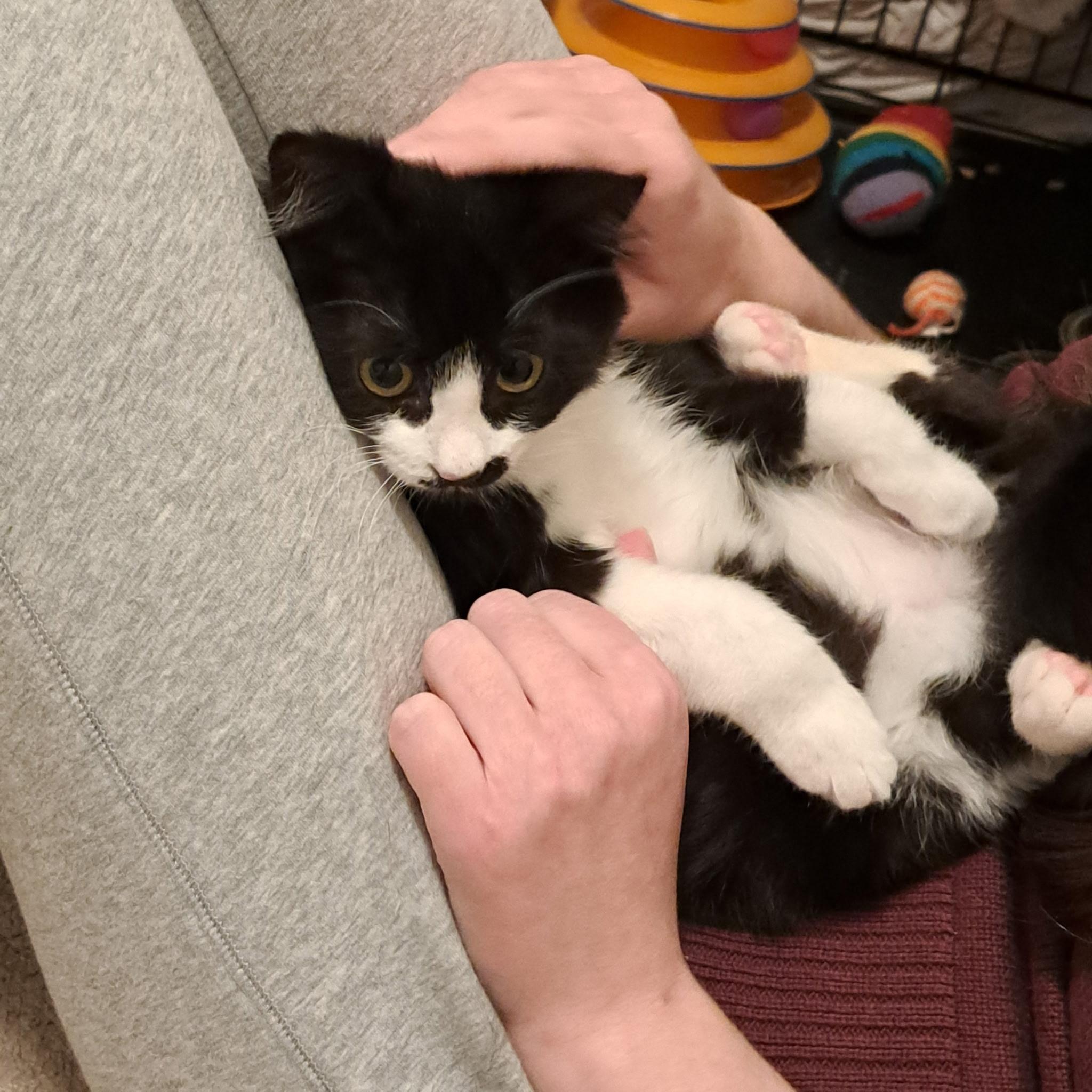 Enlarge Hercule Poirot, an adopted Domestic Short Hair in Springfield, OR image 3/5