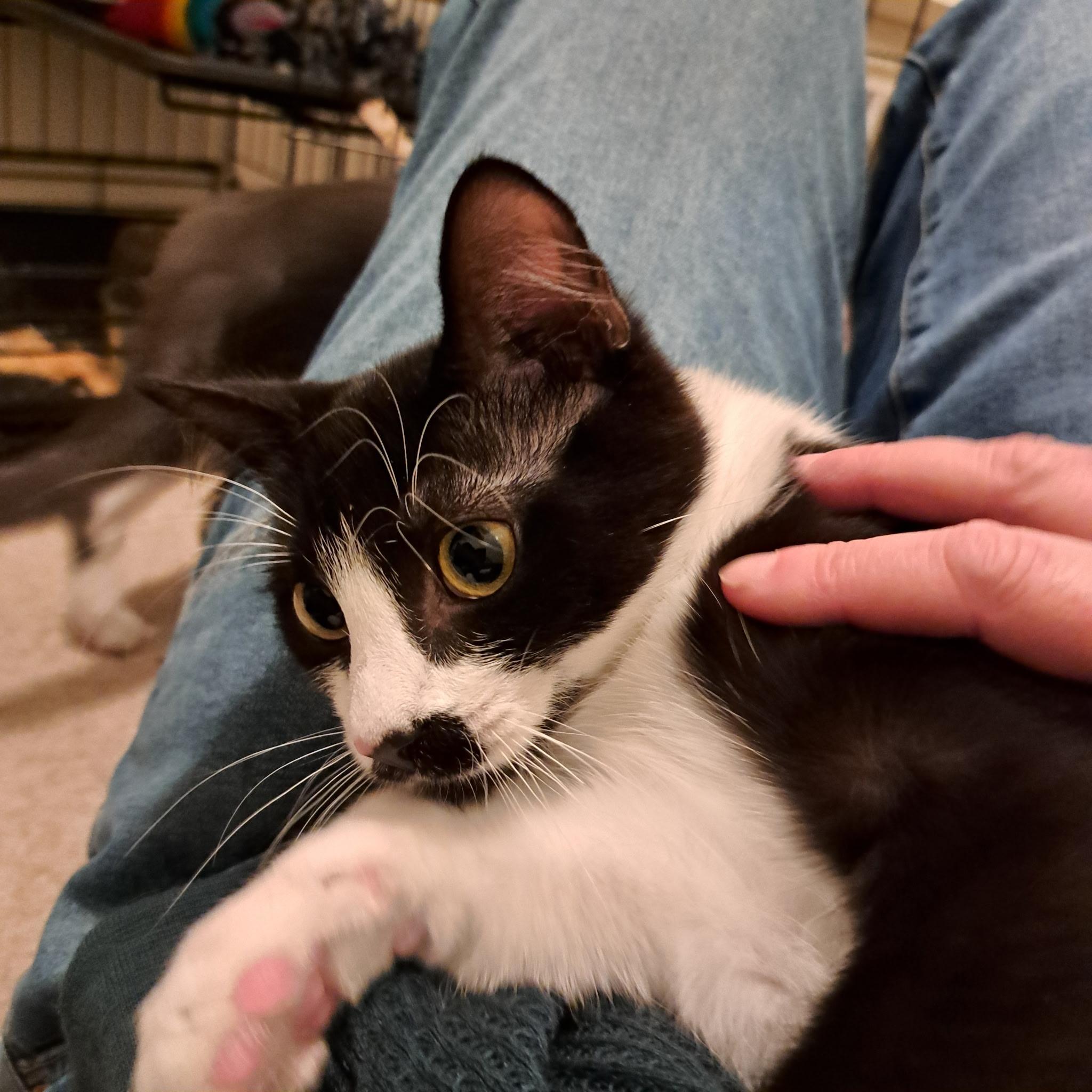 Enlarge Hercule Poirot, an adopted Domestic Short Hair in Springfield, OR image 2/5