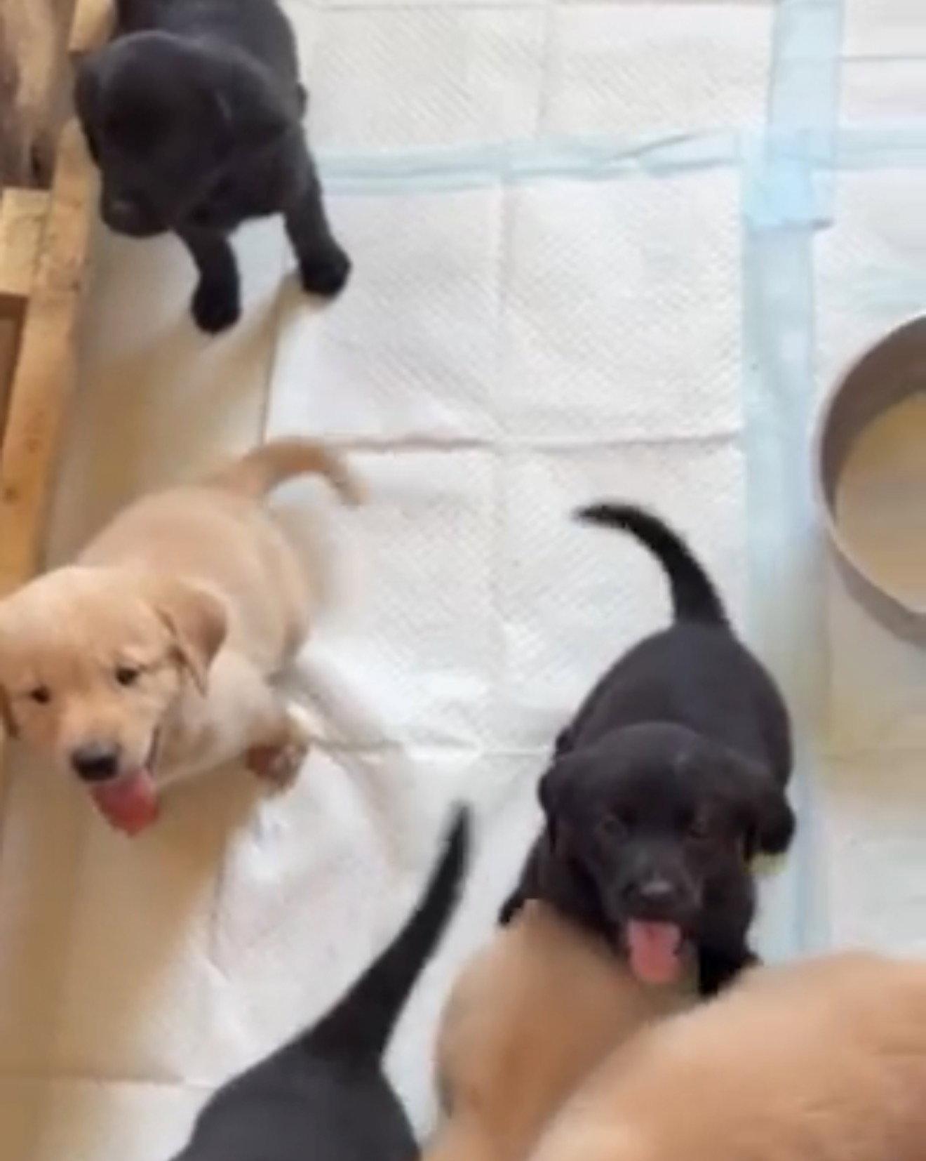 Puppy 1 - Orange, Adoptable, Puppy Male Golden Retriever & Labrador Retriever.