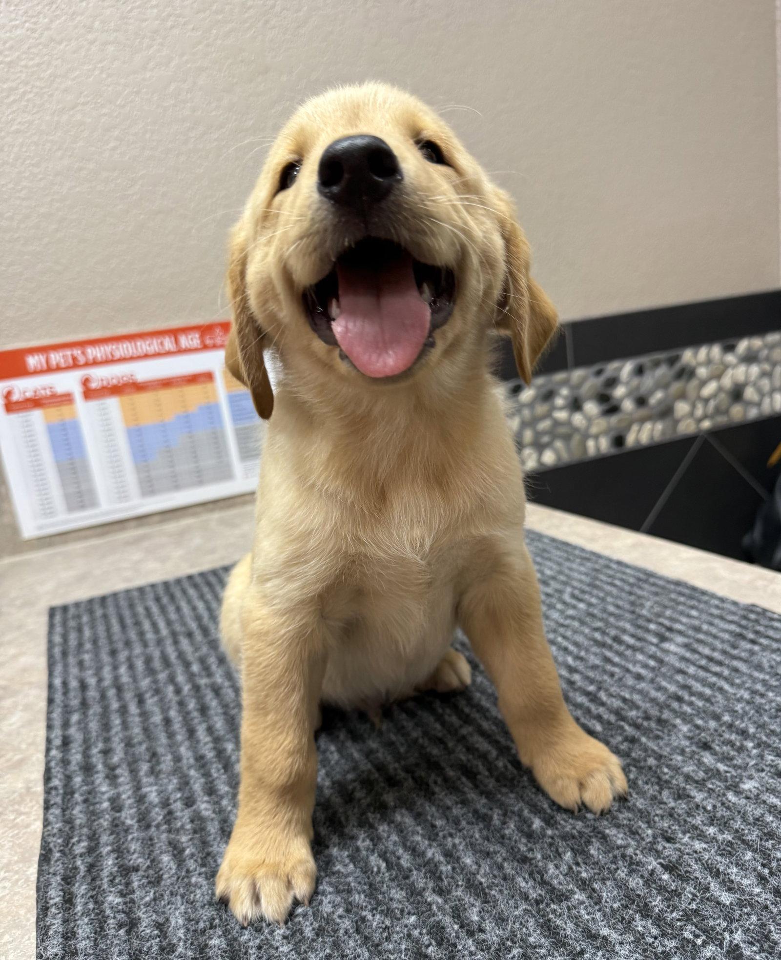 Enlarge Puppy 1 - Orange, a Adoptable mixed breed in Denton, TX image 3/3
