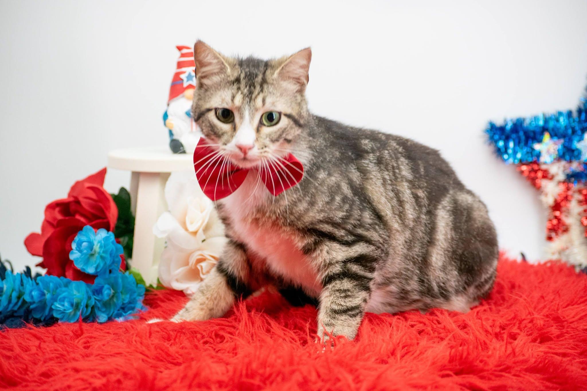 Sneezy, a ADOPTABLE Domestic Short Hair in Sevierville, TN image 3/3