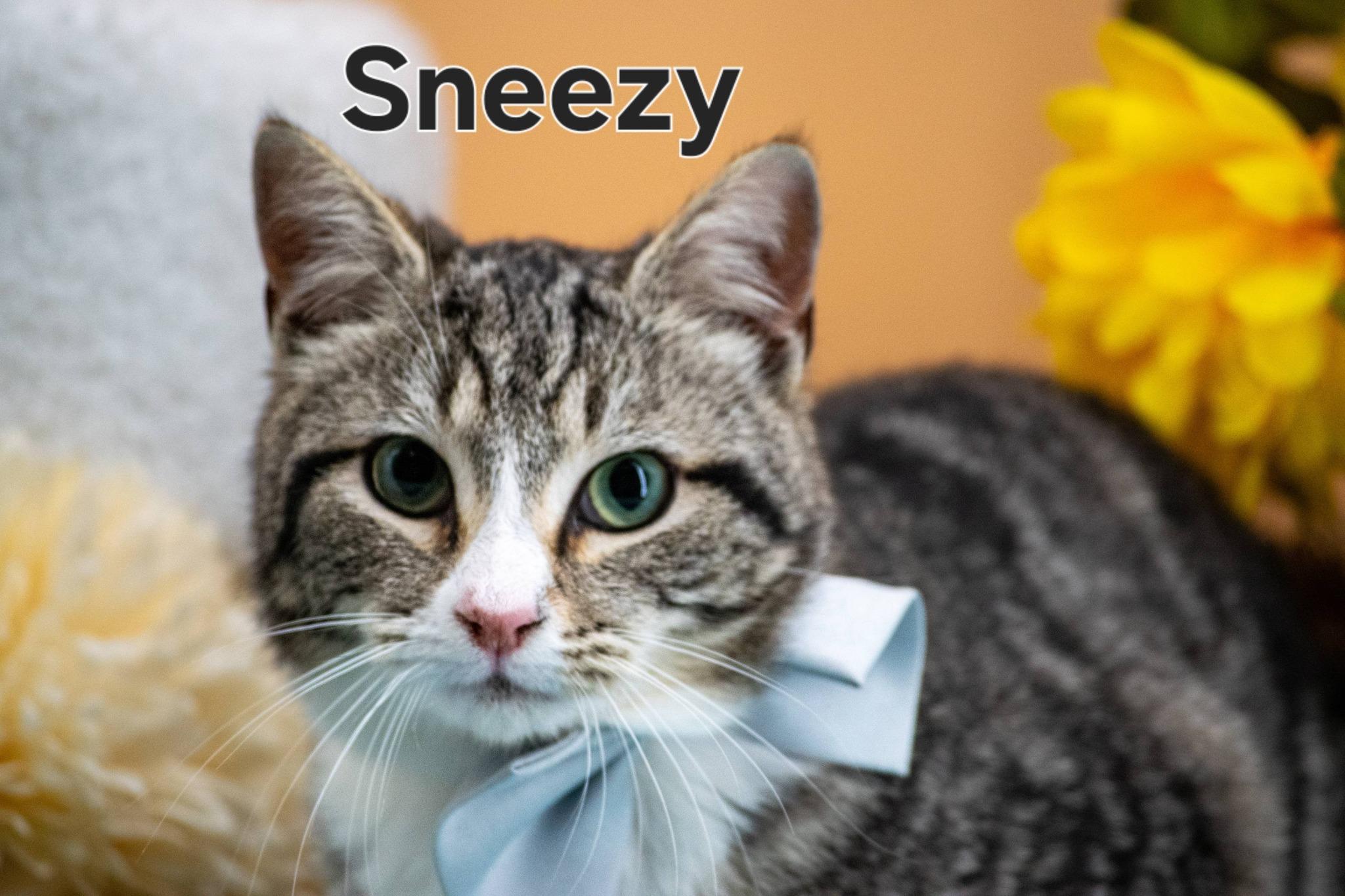 Enlarge Sneezy, a ADOPTABLE Domestic Short Hair in Sevierville, TN image 1/3