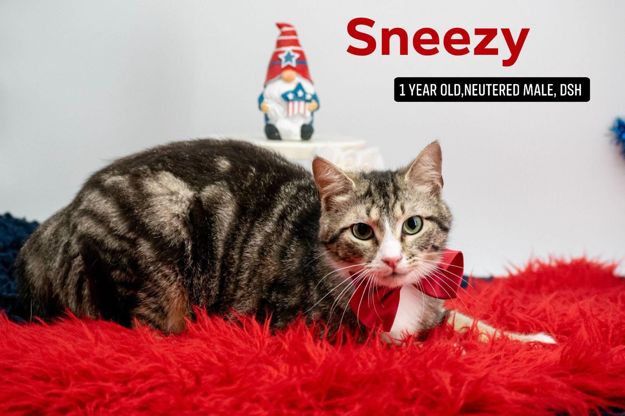 Sneezy, ADOPTABLE, Young Male Domestic Short Hair.