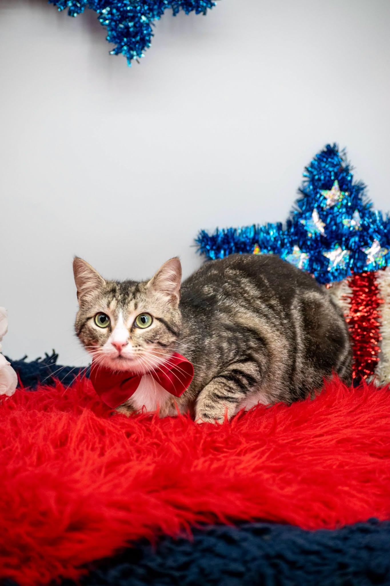Sneezy, a ADOPTABLE Domestic Short Hair in Sevierville, TN image 2/3
