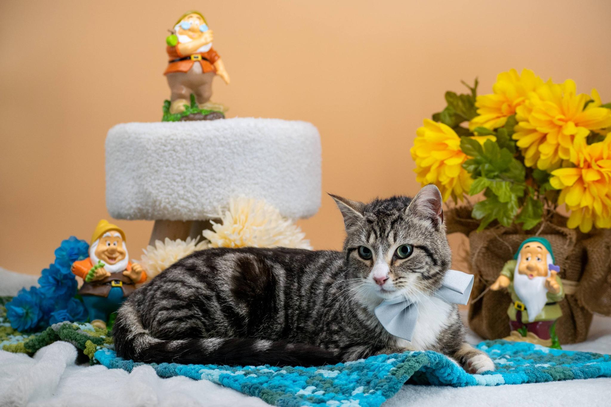 Enlarge Sneezy, a ADOPTABLE Domestic Short Hair in Sevierville, TN image 3/3