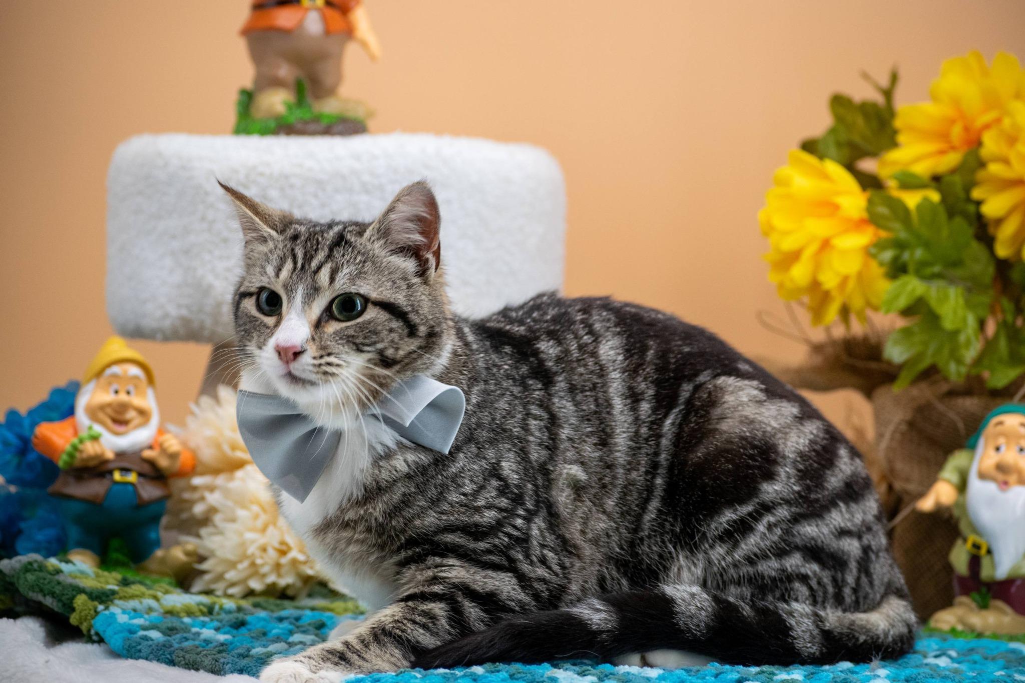 Enlarge Sneezy, a ADOPTABLE Domestic Short Hair in Sevierville, TN image 2/3