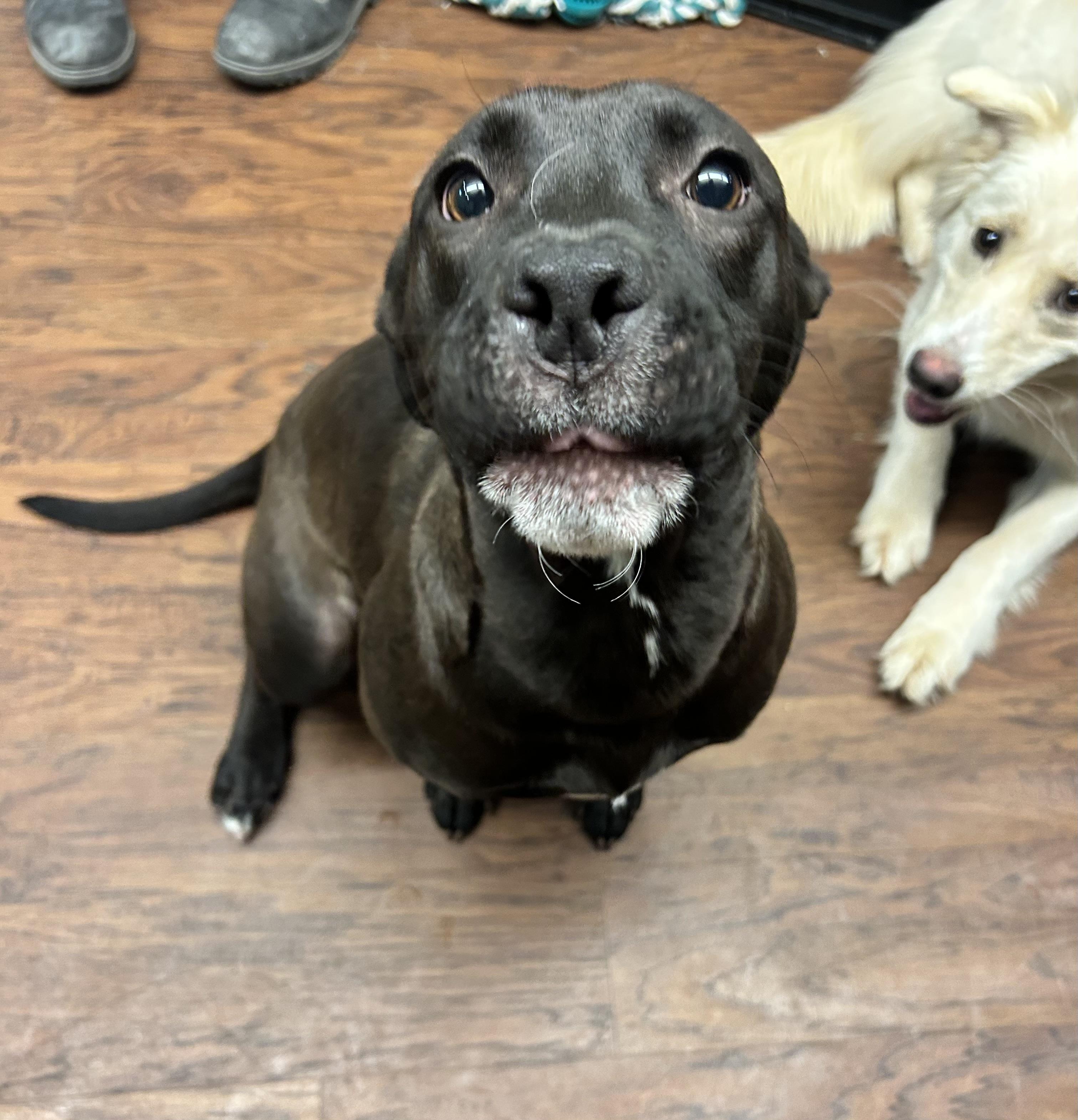 Enlarge Sassy , an adopted Mixed Breed in Howes Cave, NY image 4/4