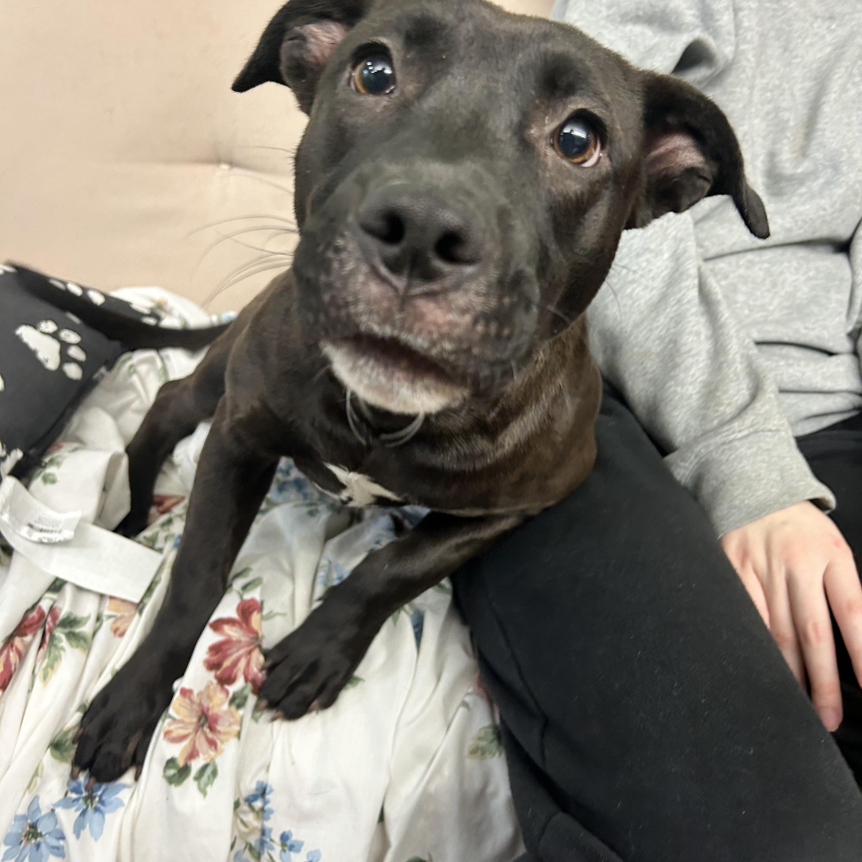 Sassy , adopted, Young Female Mixed Breed.