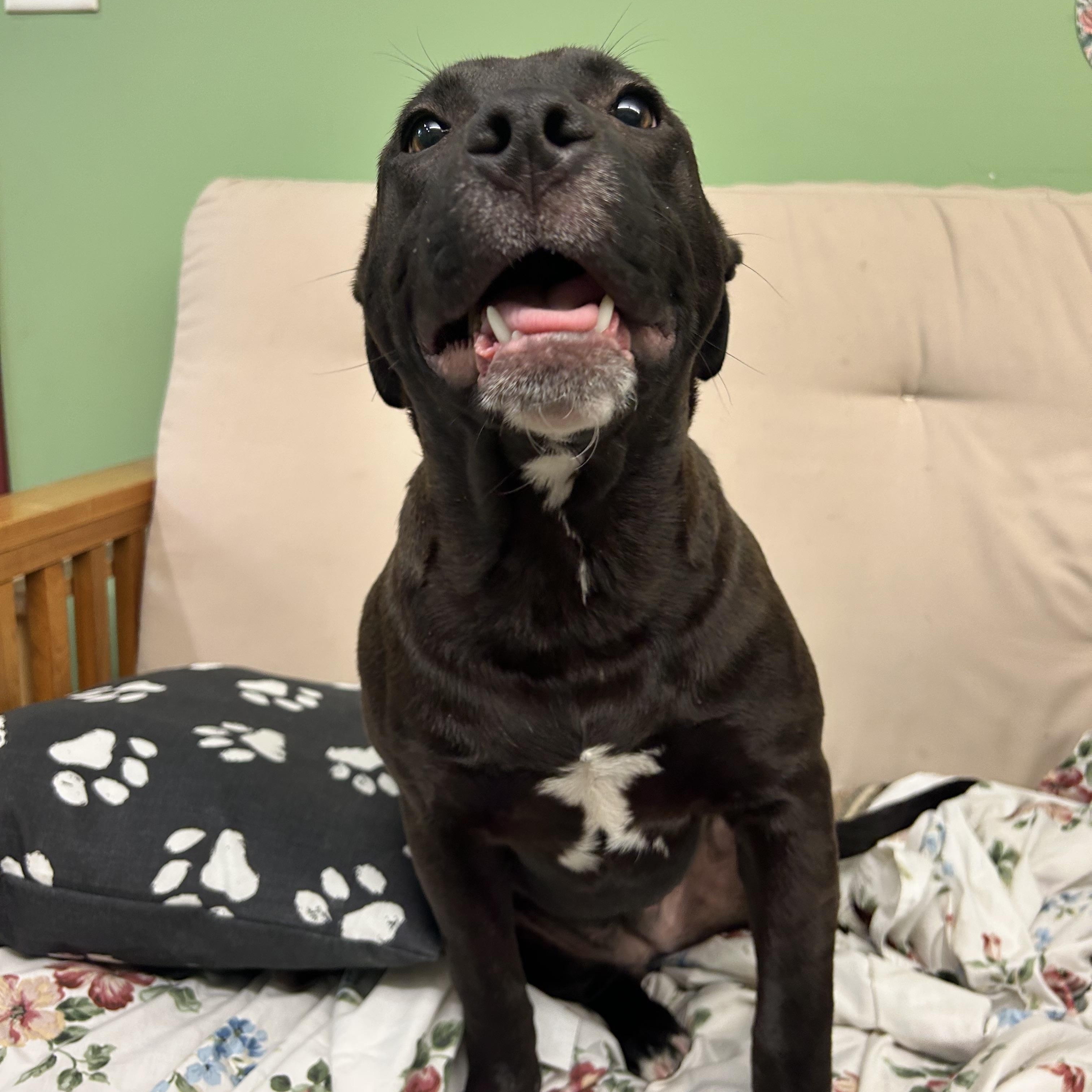 Enlarge Sassy , an adopted Mixed Breed in Howes Cave, NY image 3/4