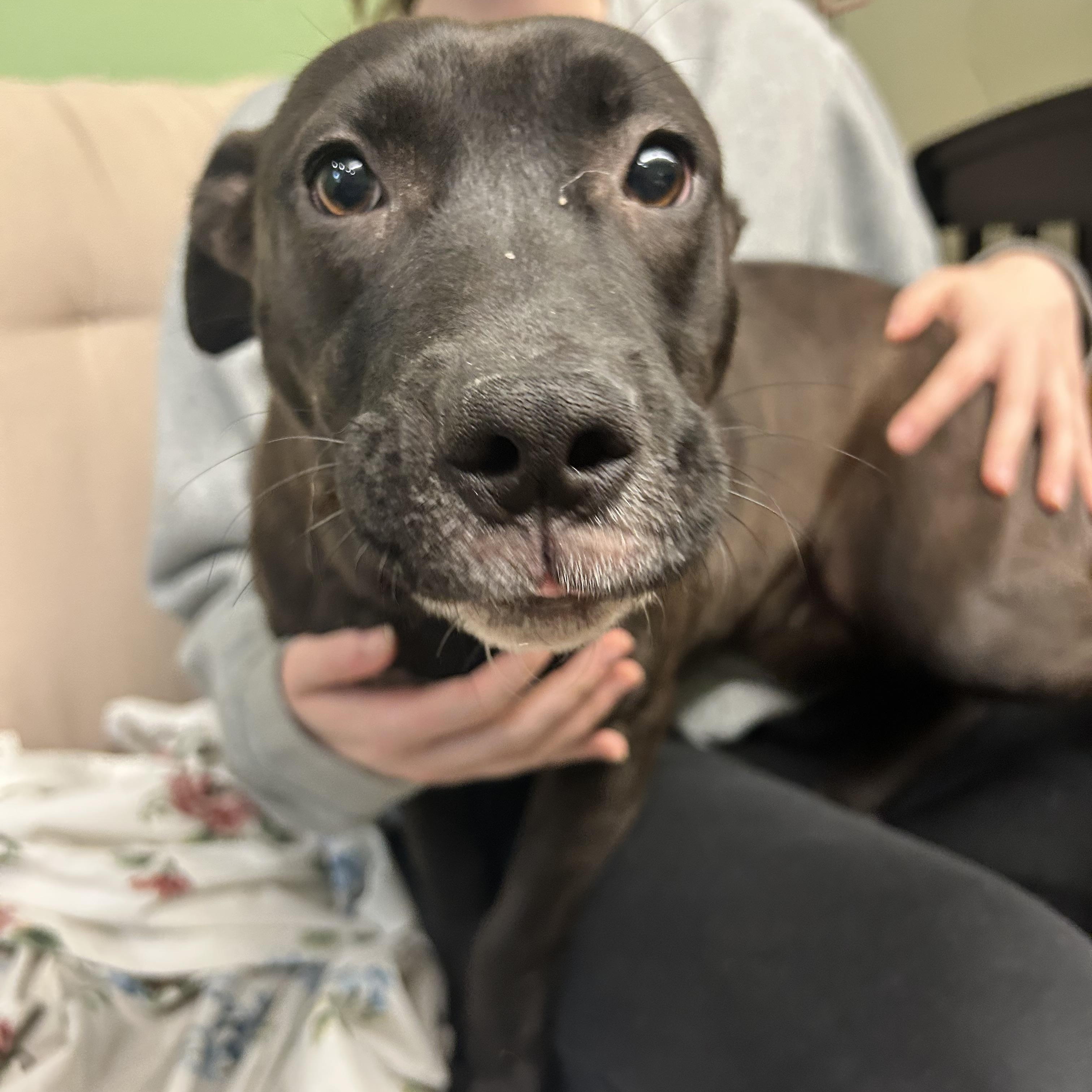 Enlarge Sassy , an adopted Mixed Breed in Howes Cave, NY image 2/4