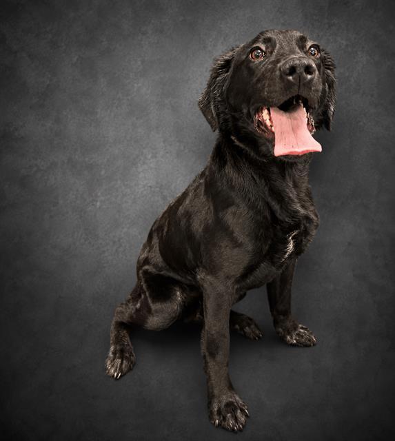 LEVI, Adoptable, Young Male Labrador Retriever & Mixed Breed.