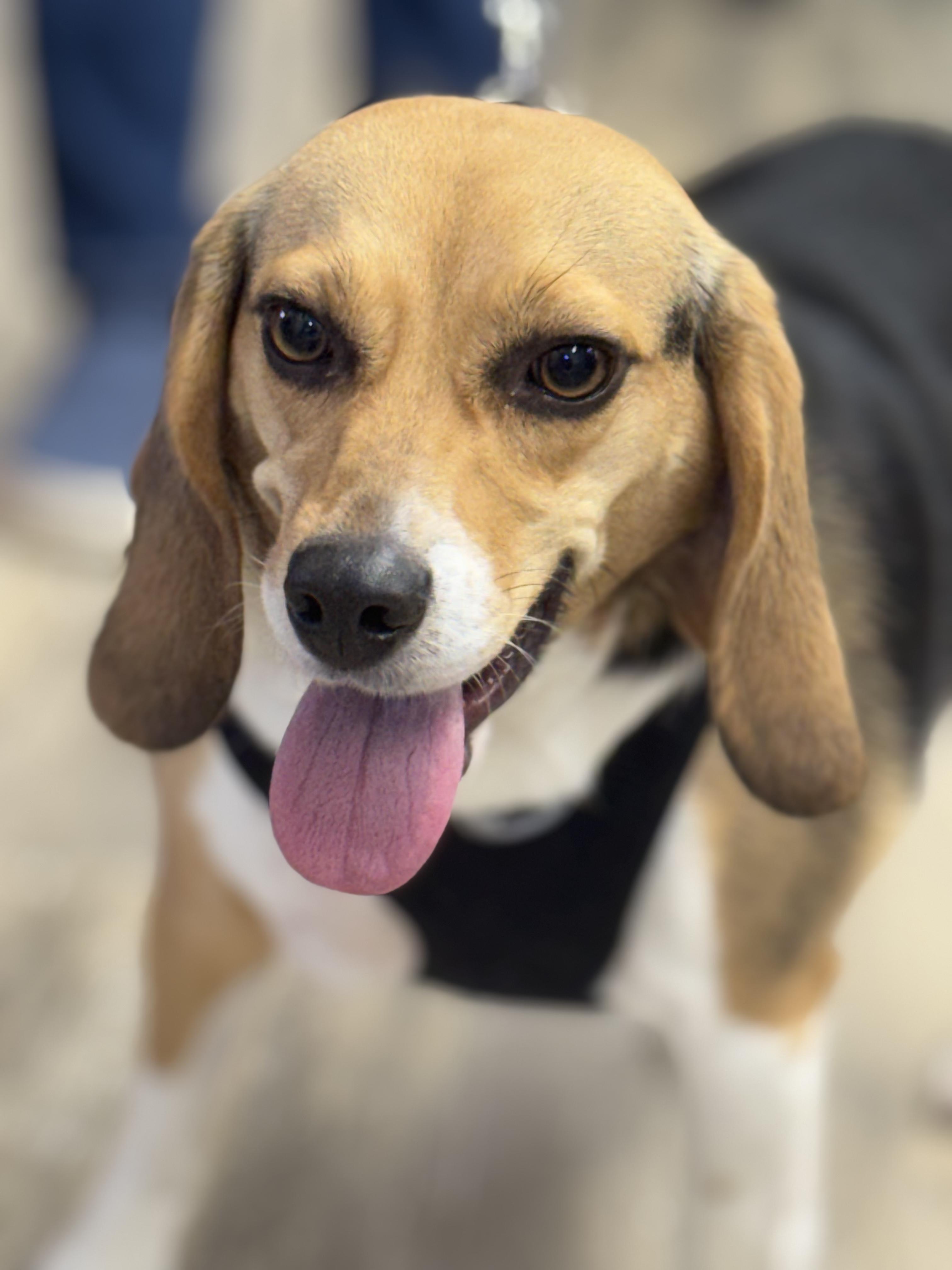 Zoey, adopted, Young Female Beagle.