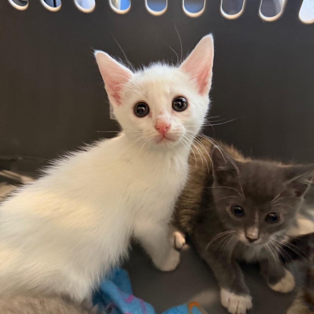 Melody, Adoptable, Kitten Female Domestic Short Hair.