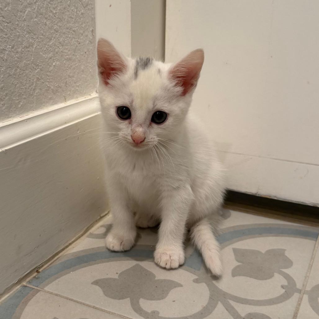 Enlarge Melody, a Adoptable Domestic Short Hair in Missouri City, TX image 2/4