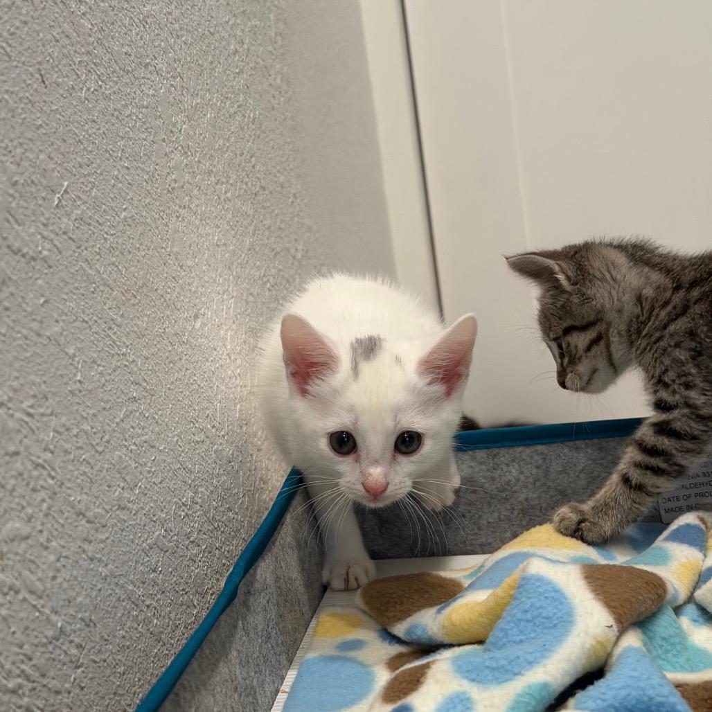 Enlarge Melody, a Adoptable Domestic Short Hair in Missouri City, TX image 3/4