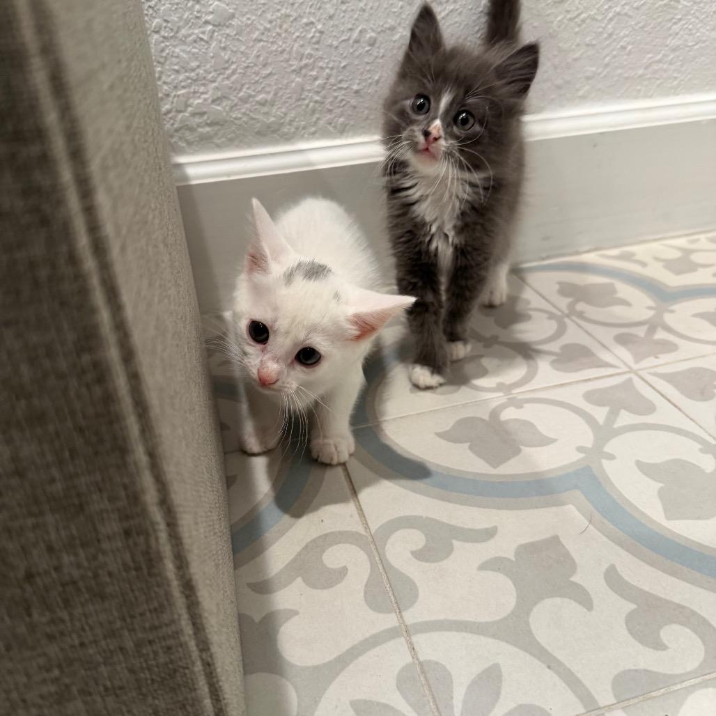 Enlarge Melody, a Adoptable Domestic Short Hair in Missouri City, TX image 4/4