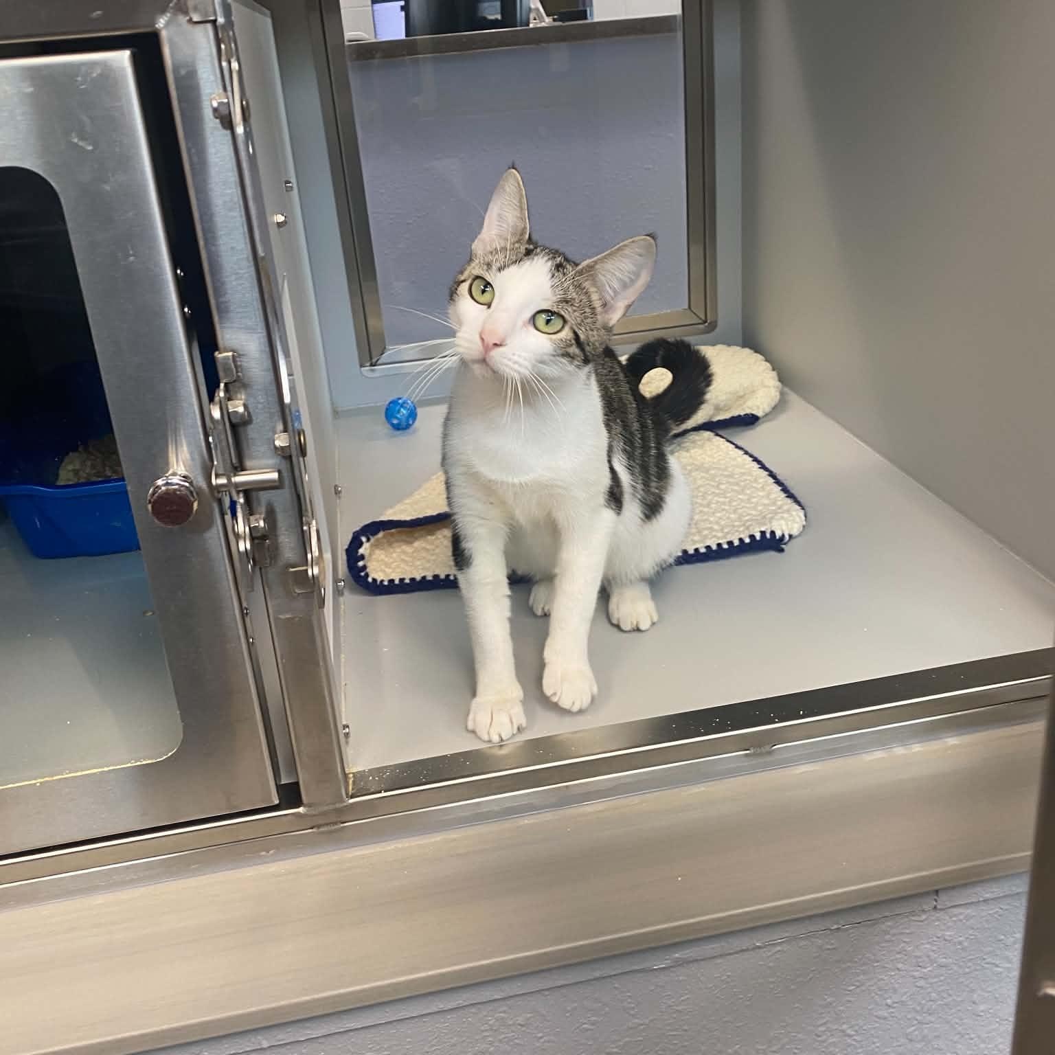 Lulu, Adopted, Young Female Domestic Short Hair.
