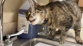 Sawyer, a Adoptable Domestic Short Hair in Sterling, VA image 1/6