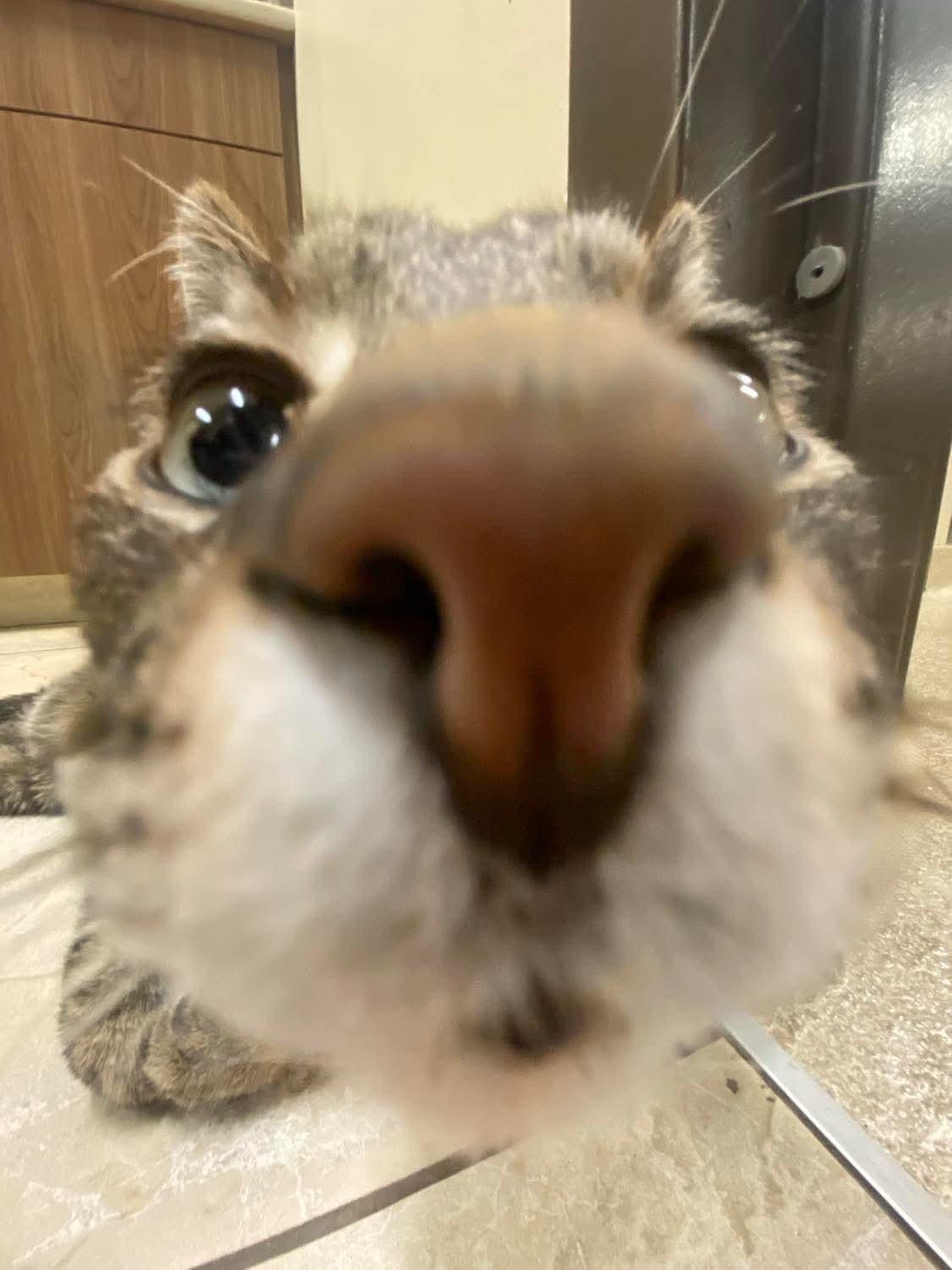 Sawyer, a Adoptable Domestic Short Hair in Sterling, VA image 2/6