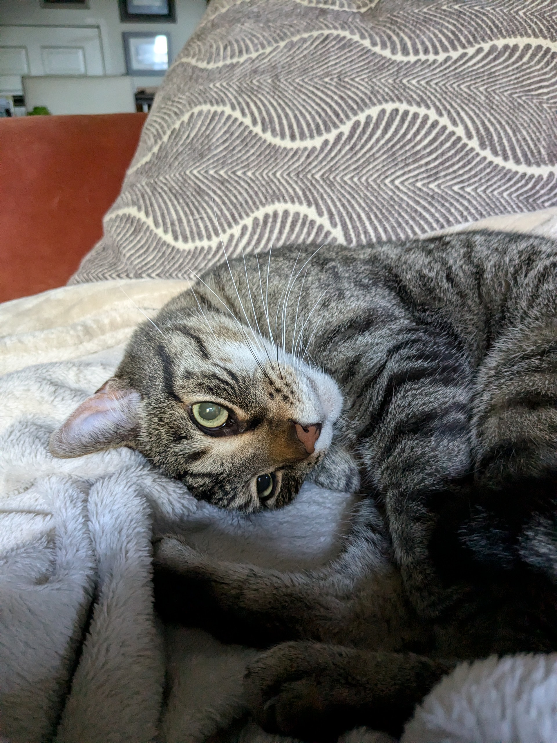 Sawyer, a Adoptable Domestic Short Hair in Sterling, VA image 5/6