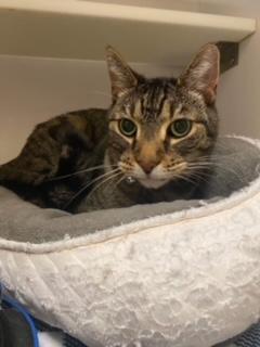 Sawyer, a Adoptable Domestic Short Hair in Sterling, VA image 4/6