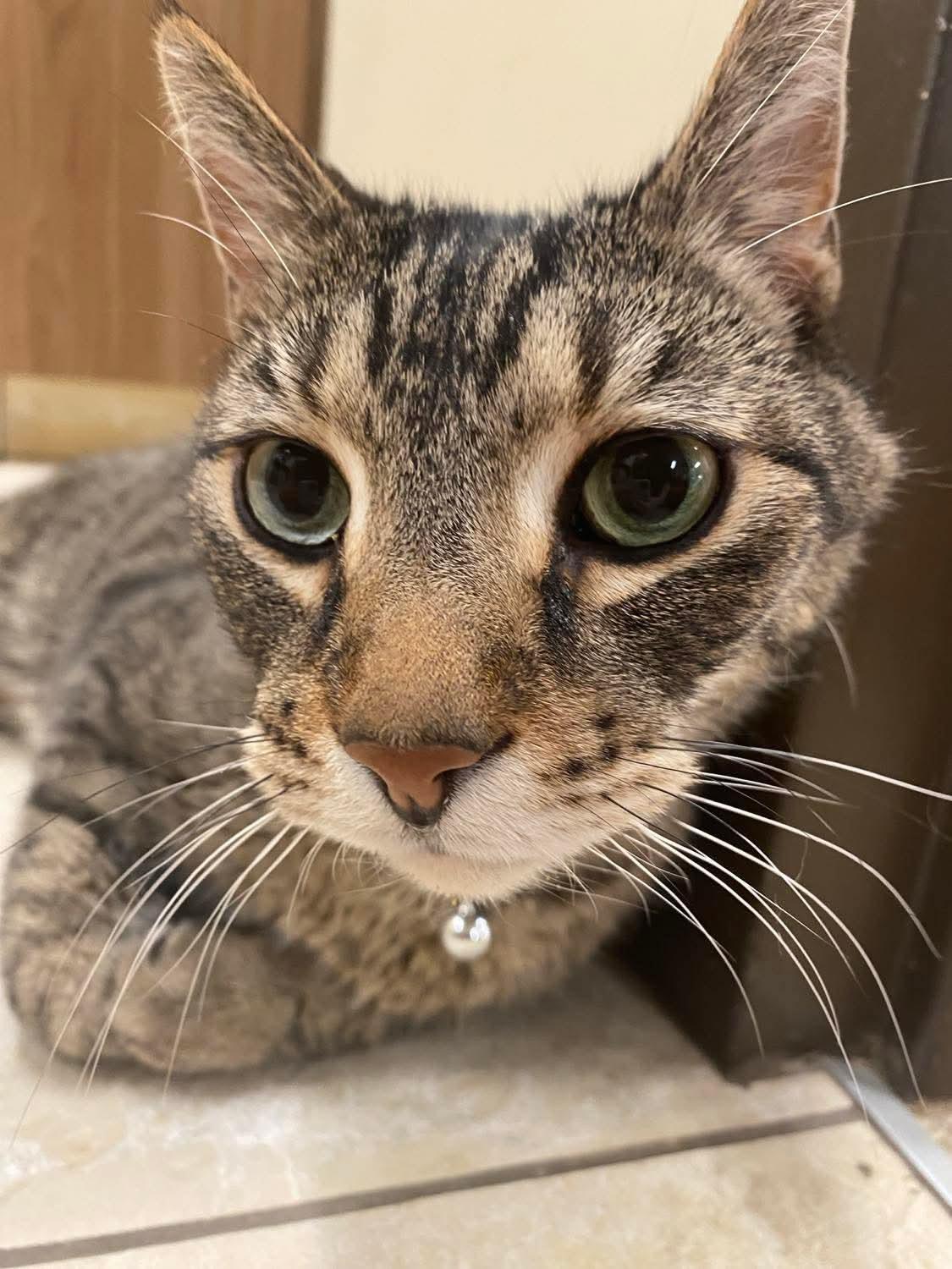 Sawyer, a Adoptable Domestic Short Hair in Sterling, VA image 6/6