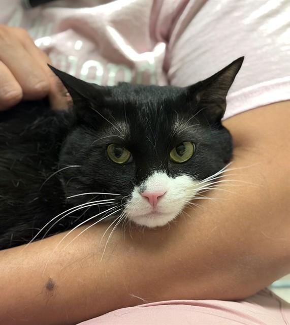 DANDELION, Adoptable, Young Male American Shorthair.