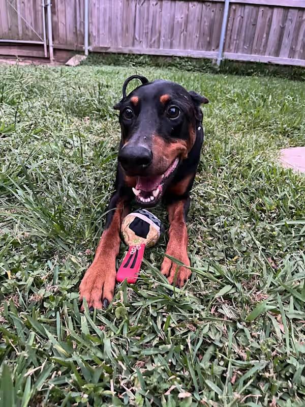 Chico Diablo, adoptable, Adult Male Doberman Pinscher.