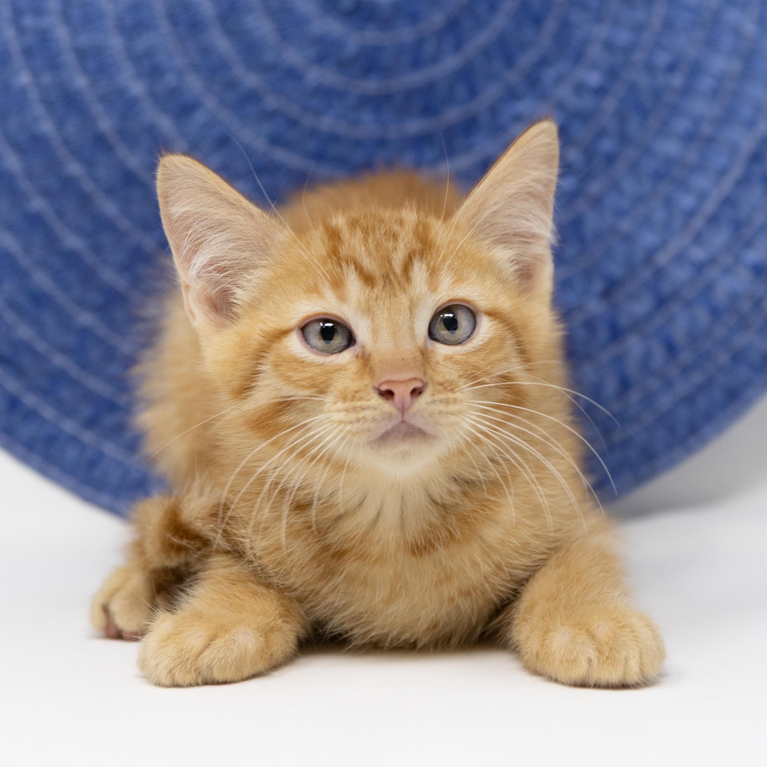 Cats & Kittens for Adoption in Hickory Creek, TX | Petfinder