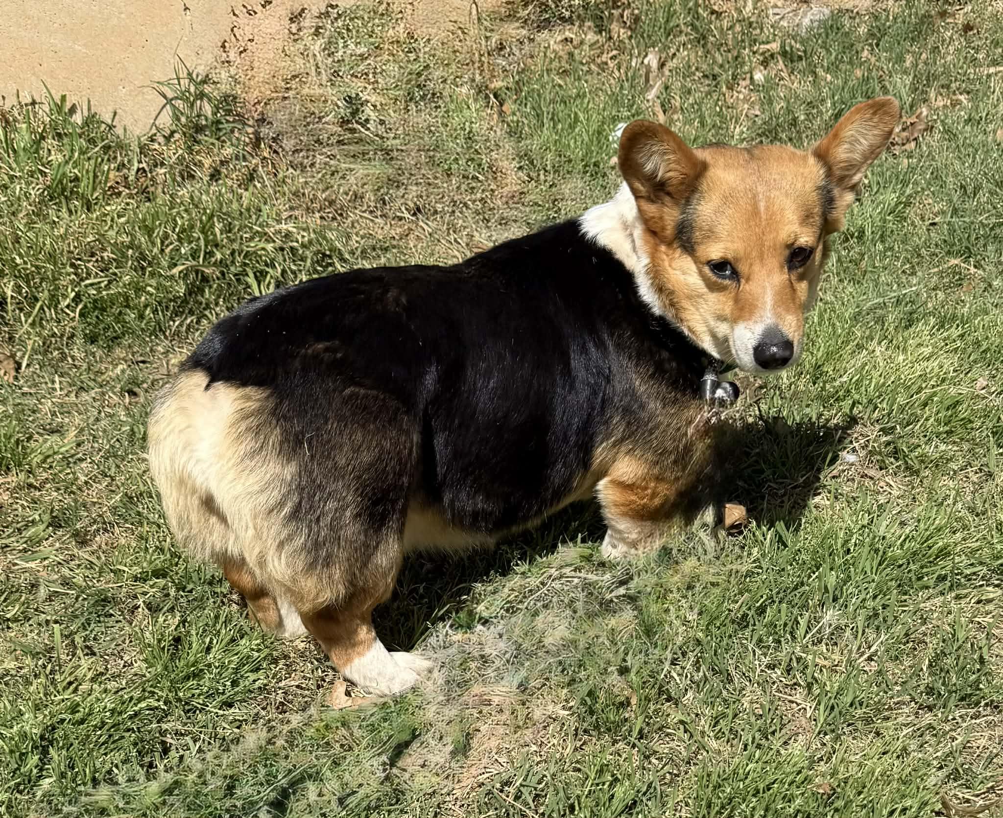 Nyah, ADOPTABLE, Adult Female Corgi.