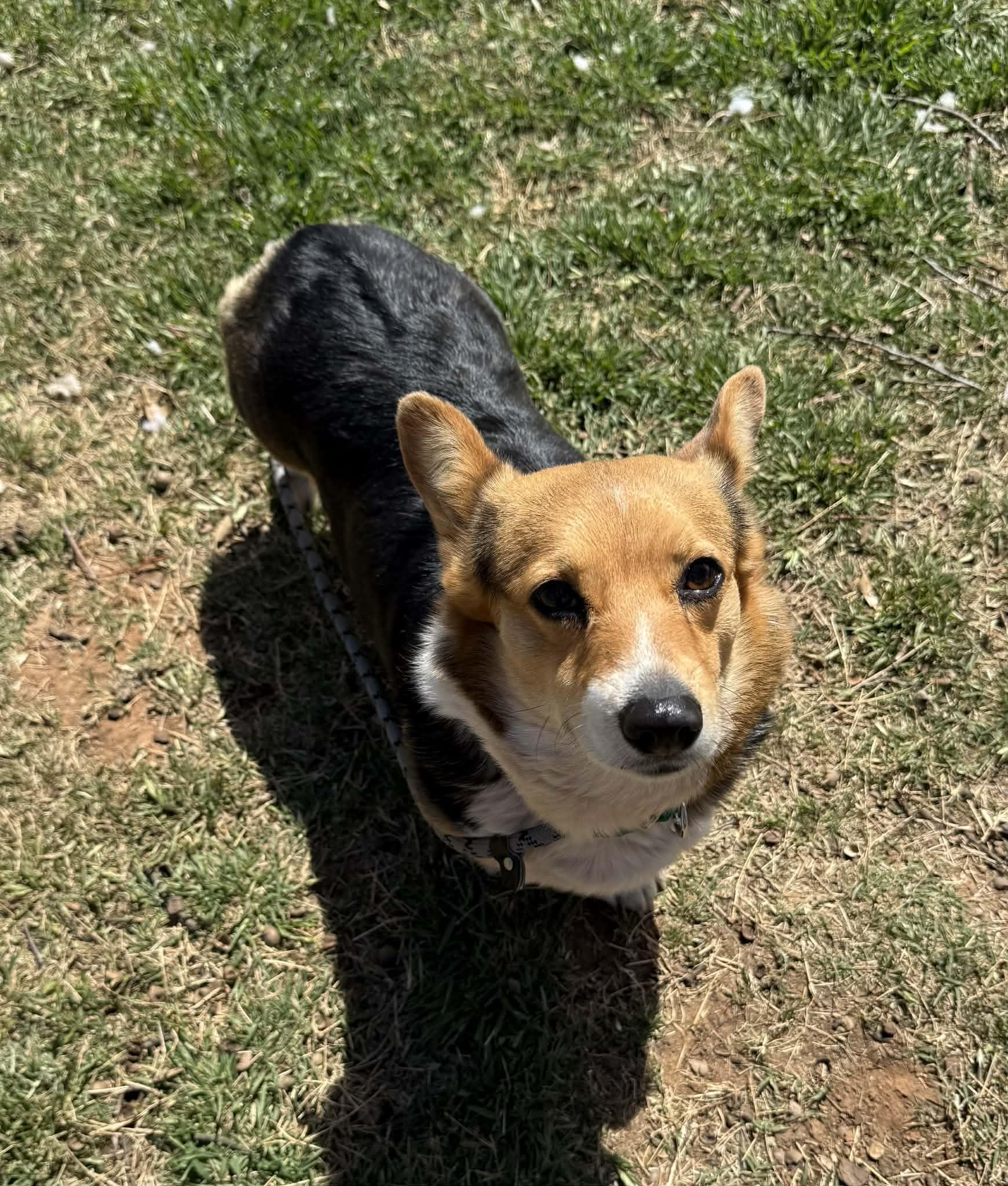 Enlarge Nyah, a ADOPTABLE Corgi in Oklahoma City, OK image 2/2