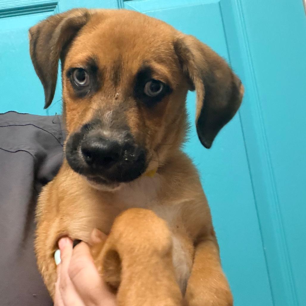 Porter, Adoptable, Puppy Male Labrador Retriever & Husky.