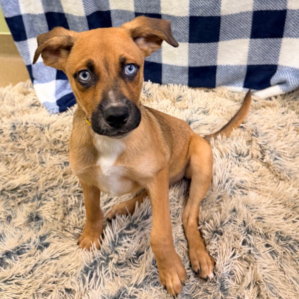 Enlarge Porter, a Adoptable mixed breed in Columbus, GA image 2/2