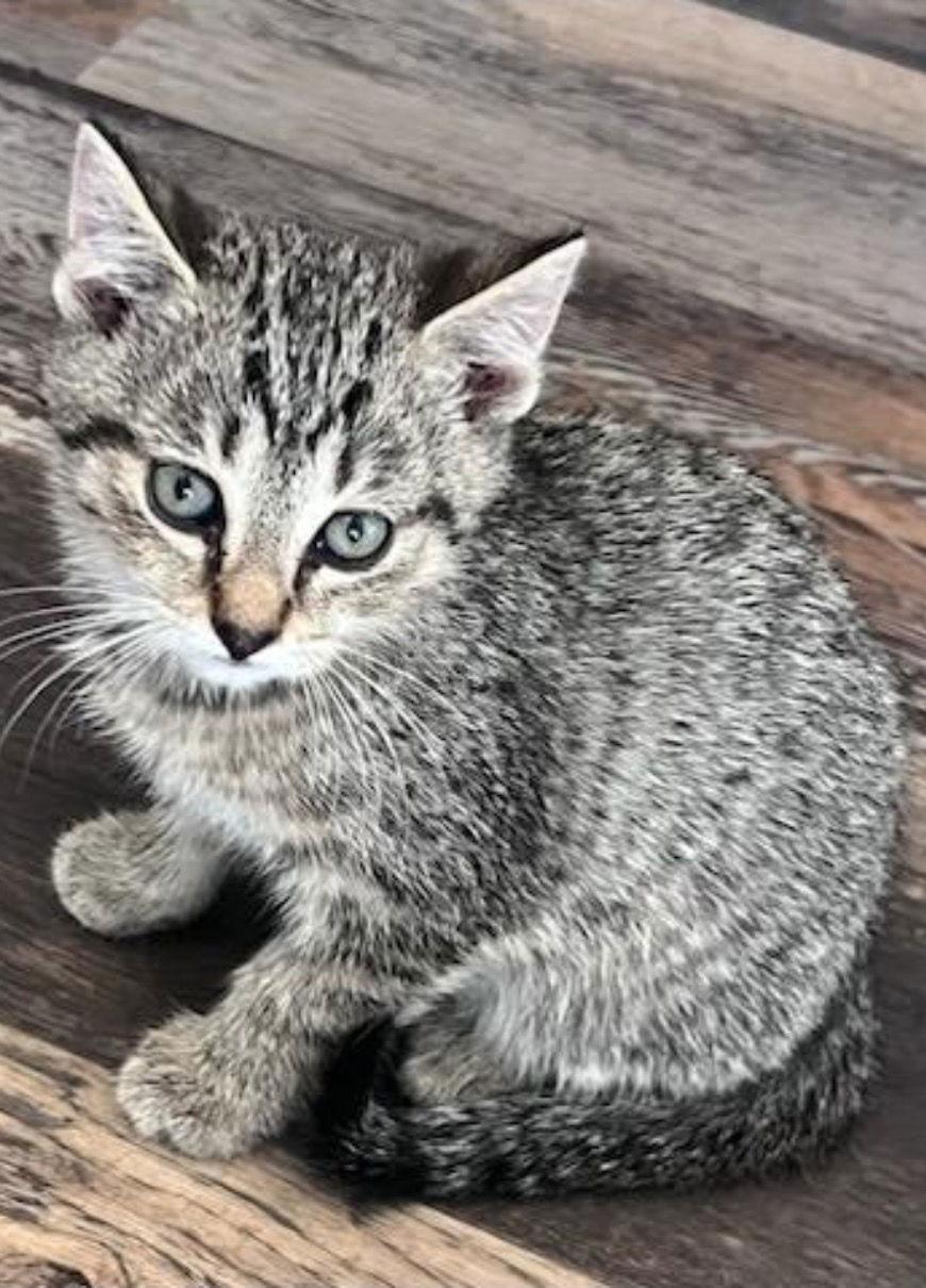 Simon, Adoptable, Young Male Domestic Short Hair & Tabby.