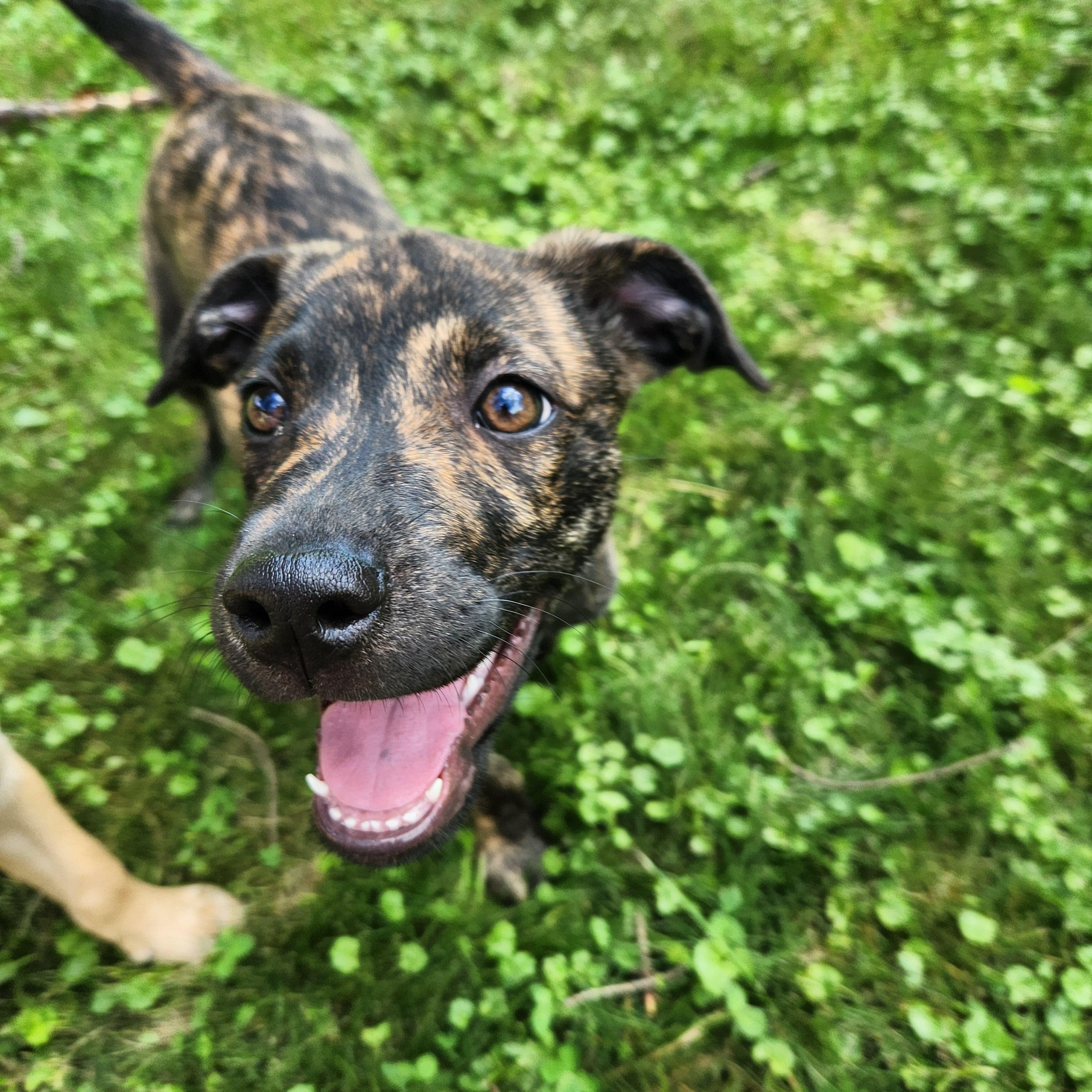 Tajah, an adoptable mixed breed in Minneapolis, MN image 5/6