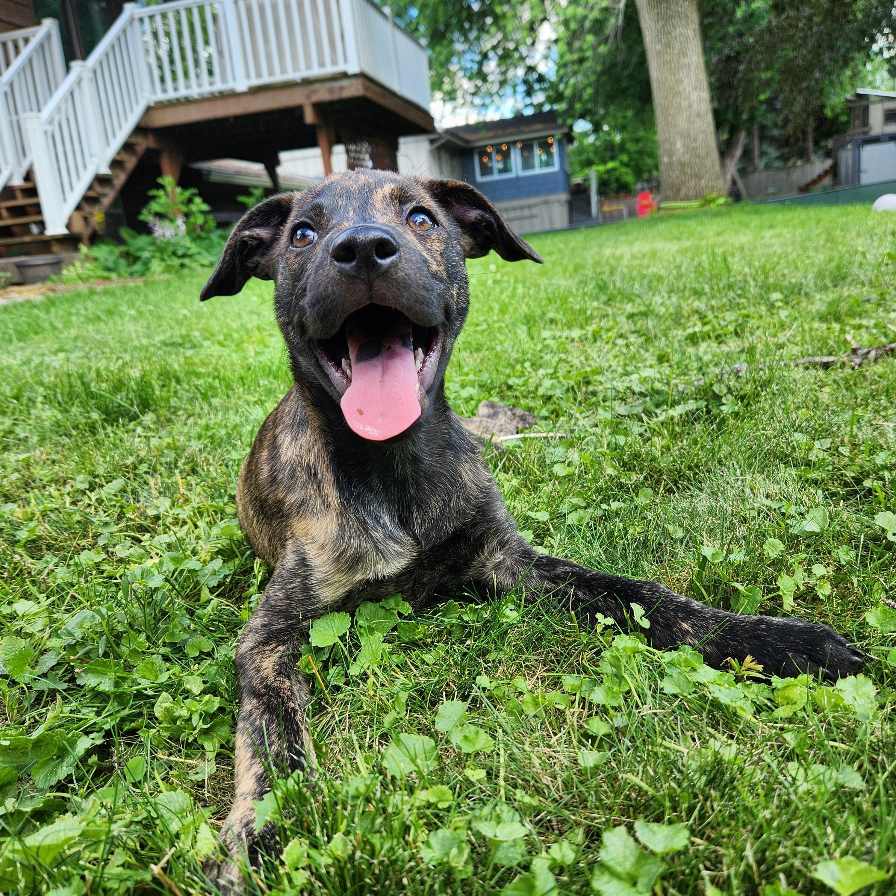 Tajah, adoptable, Puppy Female Hound & Mixed Breed.